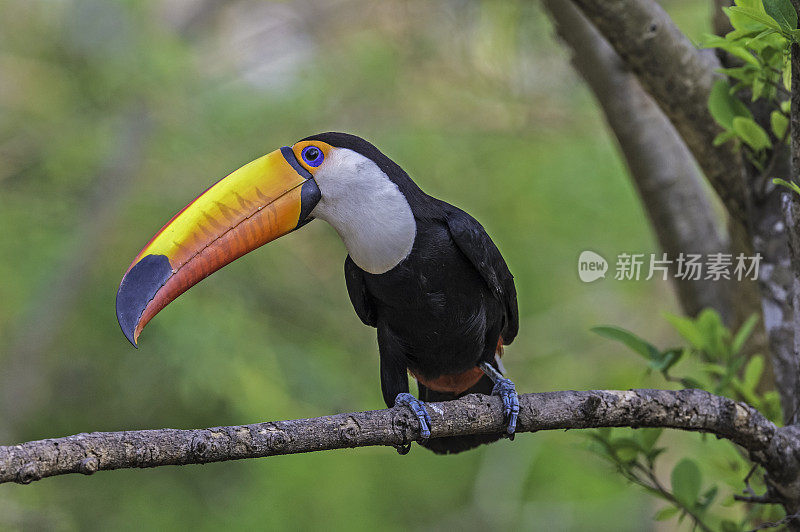 巨嘴鸟(Ramphastos toco)，也被称为常见的巨嘴鸟或巨嘴鸟，是最大的，可能是最有名的巨嘴鸟家族的物种，发现于潘塔纳尔，巴西。